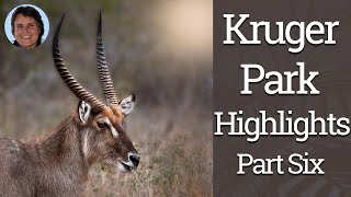 Kruger Park Highlights Part Six [upl. by Rollin335]