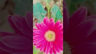 Gerbera Phool ka plant🥰🌱🌱🌱🌱 [upl. by Ahsinal]