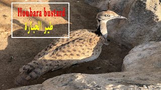 information about houbara bustard معلومات اول مرة تسمعها عن طائر الحبارى  هيا بنا نتعرف عليها [upl. by Braden]