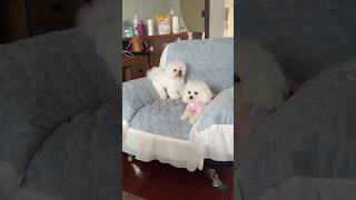 Two Crazy Puppy 🙀😂 dog minidoge cat pets cuteanimal cutepuppy [upl. by Sully]