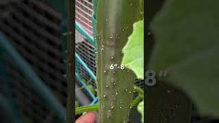 First cucumber of the Season 2023  Marketmore 76  Let’s Eat  OCDish Chick zone7a gardening [upl. by Hesler]