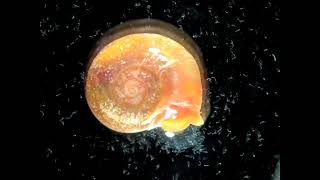 Snail releasing its schistosome parasites [upl. by Derfliw443]