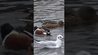 Northern Shoveler Ducks [upl. by Ahseiuqal]