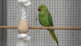 Halsbandparkiet  Parakeet  Budgie  Parkiet [upl. by Avery903]