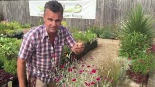 Antonys Gardening Tips  Lychnis [upl. by Arabelle]