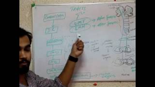 NEUROANATOMY pyramidal and extrapyramidal system [upl. by Niamor]