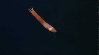 Ghostly critters from the deep sea CIRRATE OCTOPUS [upl. by Cornwall]