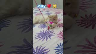 Cute milky ♥️♥️♥️❤️❤️❤️cat shorts sad cutecat youtubeshorts love milky [upl. by Trust]