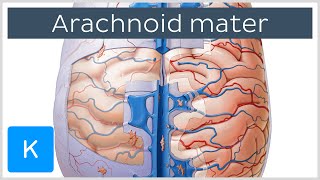 Arachnoid Mater Brain Layer  Human Anatomy  Kenhub [upl. by Reidar997]