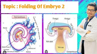 Folding of Embryo  Formation of Vitellointestinal Duct  Formation of Primitive Gut [upl. by Nallad912]