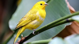 El canario un simpático pájaro de las Islas Canarias  Hogarmanía [upl. by Eloc]