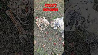 ROCCO PANTERA DOG WALK HALLOWEEN doglover shorts pets funnyshorts dogshorts pitbull dog dogs [upl. by Asia]