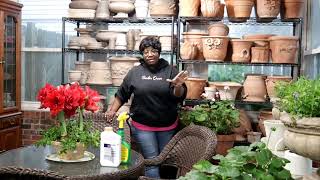 HOME DEPOT INVENTORY  NO ONE HAS ALL THE ANSWERS  FERTILIZING amp TINY HOUSE DETAILS  GARDEN QUEEN [upl. by Zizaludba]