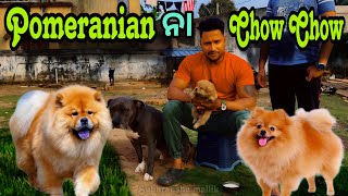 CHOW CHOW ନା PUMERANIAN  MINI ZOO ODISHA  petloverarab86 [upl. by Ahseret]