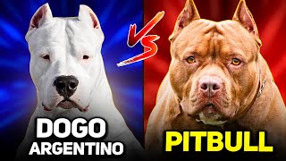 Pitbull vs Dogo Argentino  A Detailed Dog Breeds Comparison [upl. by Volpe]