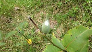 Comparing Milkweed Seed Pod with Dogbane Seed Pods [upl. by Leno]