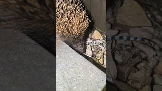 Hedgehog coming in my garden [upl. by Kimbell]