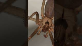 The Chilean Recluse World’s Most dangerous Recluse spider [upl. by Harrietta650]