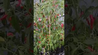 piri piri update sept 20 zone 4b northern Ontario Canada [upl. by Annabell]