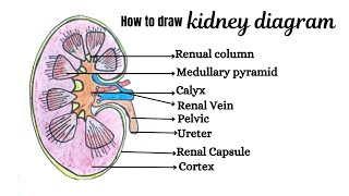 How to draw kidney diagram  Amjath Art [upl. by Ayr]