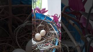 Bird nest in hanging carry terracegarden bałkany birdnest eggs shorts youtubeshorts newlife [upl. by Saville]