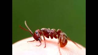 Red Amazon Ant Biting My Finger [upl. by Niowtna]