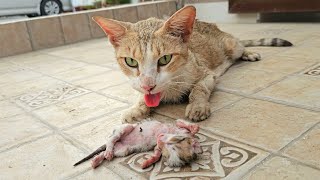 A crying mother cat brought her dying kitten to a man Just unbelieveble [upl. by Ferullo]