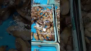 Sea food shortvideo [upl. by Josiah]