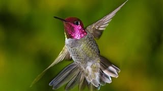 How Do Hummingbirds Fly Scientists Figure Out The Secrets [upl. by Adnorahs]