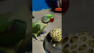 Parrot eating sitaphal parrotvideo parrots parroteatingfoods parrotvoices shorts talkingparot [upl. by Itin]