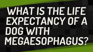 What is the life expectancy of a dog with megaesophagus [upl. by Billat998]