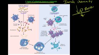 104P  Introduction to primary and secondary Immune deficiency diseases [upl. by Kornher225]