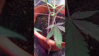 So werden deine Pflanzen stark Bio CANNABIS Grow Tipps Low Stresstraining [upl. by Imelda]