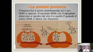 Itinerario di biologia sintesi proteica parte II [upl. by Nirrak825]