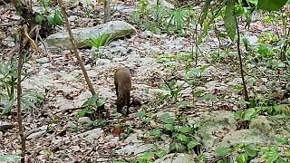 Occidental at XCaret  Animals [upl. by Larkins]