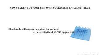 How to stain SDS PAGE gel in coomassie blue  HD [upl. by Essej]