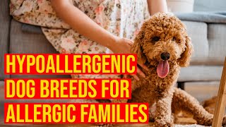 10 Cutest Small Hypoallergenic Dog Breeds For Allergic Families [upl. by Anelram]