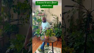 5 Brasil philodendron must knows houseplants plantmaintenance plantroom [upl. by Foscalina]