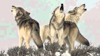 Wolf Pack Howling  Only Sound Haunting yet beautiful [upl. by Hajar]