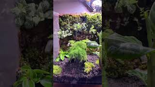 The biggest terrarium of built to date [upl. by Ahsinrats]