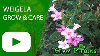 Weigela  grow and care Beautiful flowers [upl. by Nnuahs659]