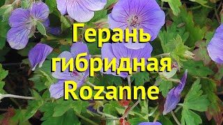 Герань гибридная Розанна Краткий обзор описание характеристик geranium hybr Rozanne [upl. by Hterrag423]