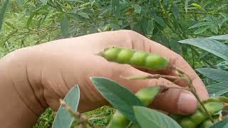 Harvesting Pegion Peas Kadyus [upl. by Anerahs]