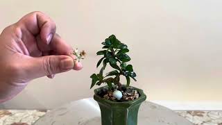 Fukien T Bonsai pruning and balcony update [upl. by Mckale890]