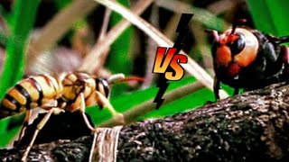 Asian Giant Murder Hornets Vs Wasp  Amazing Battles Attack  Murder Hornet [upl. by Vi]