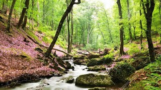 Un havre de paix chez vous  Belle forêt ruisseau et sons naturels chants doiseaux F Amathy [upl. by Kline677]