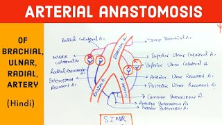 Arterial Anastomosis  Brachial Ulna Radial artery  Anatomy  Hindi [upl. by Assirol828]