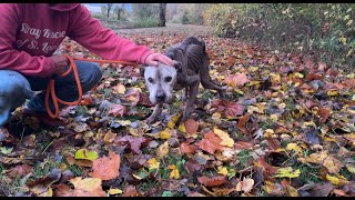 We carried him for a mile  Stray Rescue of StLouis [upl. by Trescha]