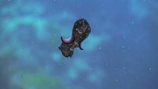 Flatworms platyhelminthes The First Hunter TheShapeOfLife [upl. by Ikram958]