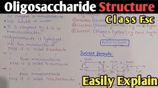 Oligosaccharide Structure And Classification  Disaccharide  Sucrose  Maltose  Class 11 [upl. by Barny]